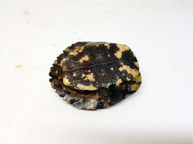 caparazon tortuga animal 5.5x14x12 1u